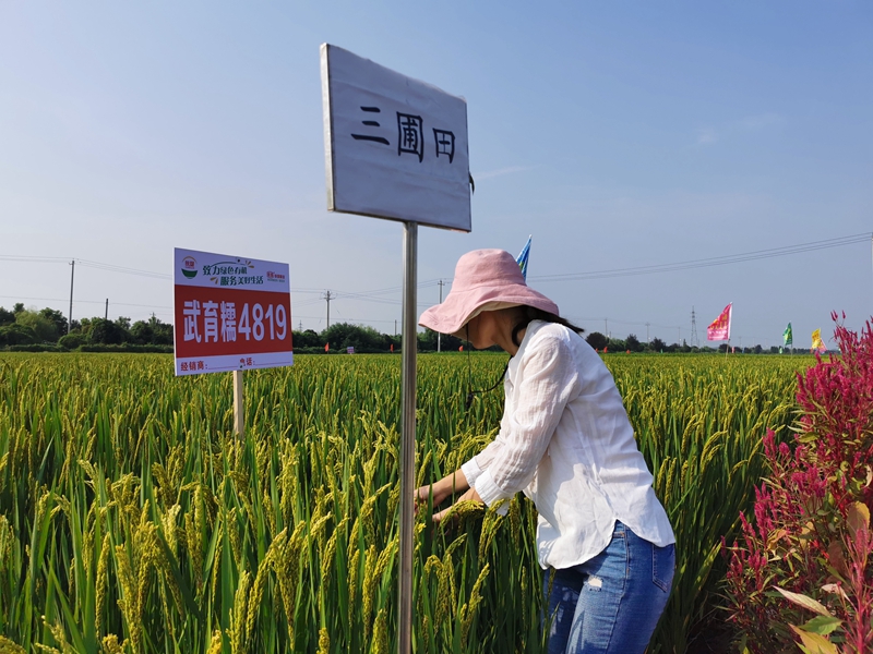 新澳门全年免费原料网